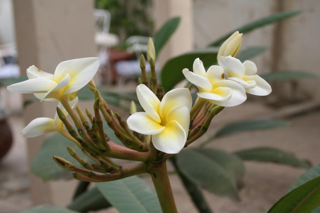 Auberge Keur Diame Dakar Exterior foto