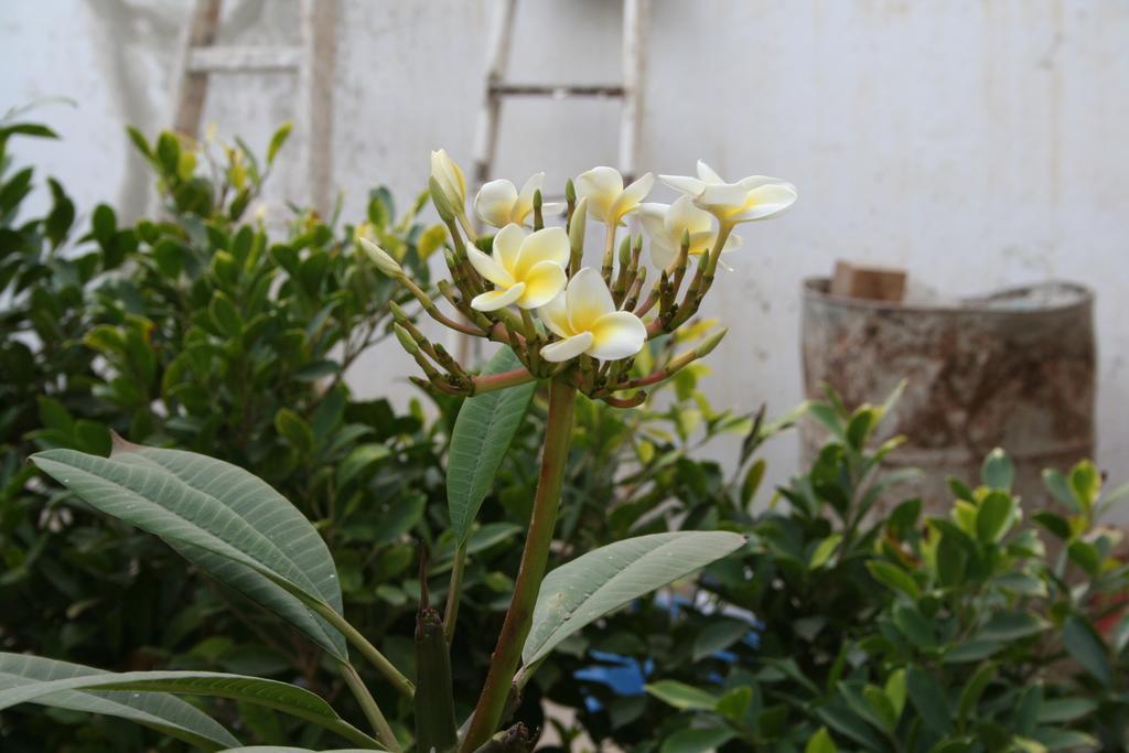 Auberge Keur Diame Dakar Exterior foto